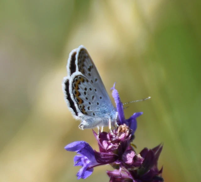 Plebejus argus - ezüstös boglárka