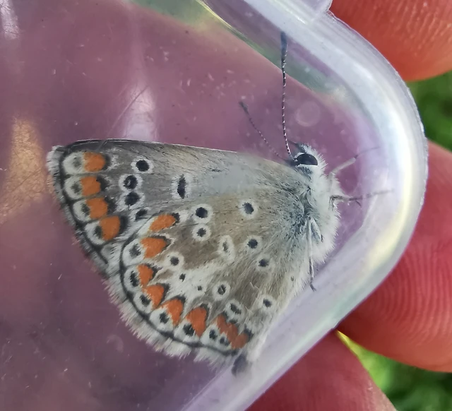 Aricia agestis - szerecsenboglárka