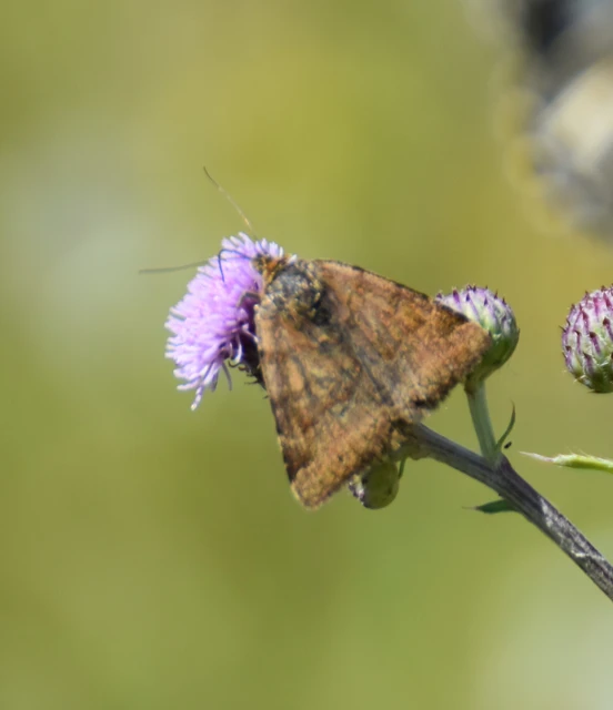 Euclidia glyphica - közönséges nappalibagoly