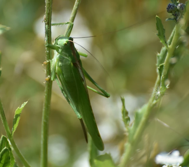 Tettigonia viridissima - zöld lombszöcske Tettigonia viridissima - zöld lombszöcske