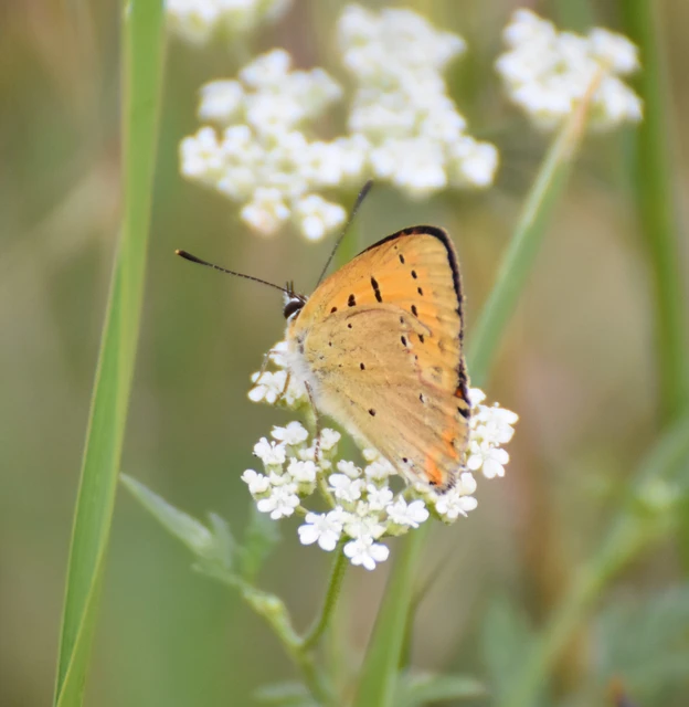 Lycaena virgaureae - arany-tűzlepke