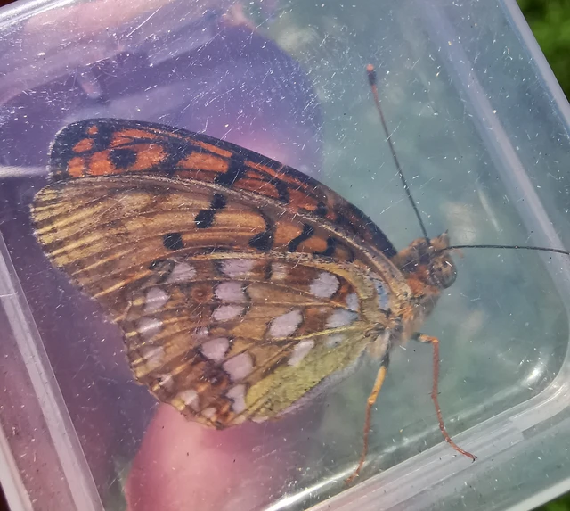 Argynnis adippe - ezüstös gyöngyházlepke
