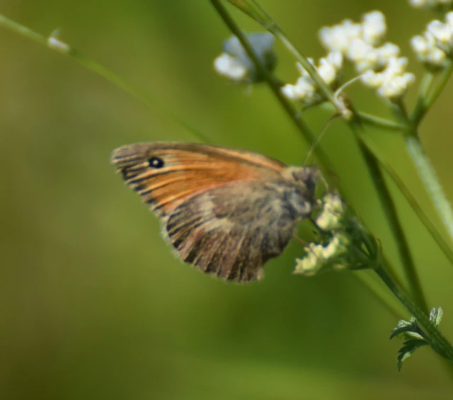 Coenonympha pamphilus - kis szénalepke