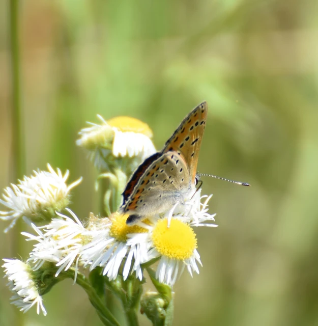 Lycaena thersamon - kis tűzlepke