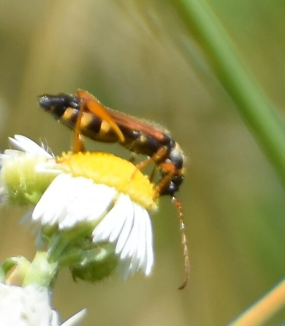 Stenopterus flavicornis - sárgacsápú keskenyfedőscincér