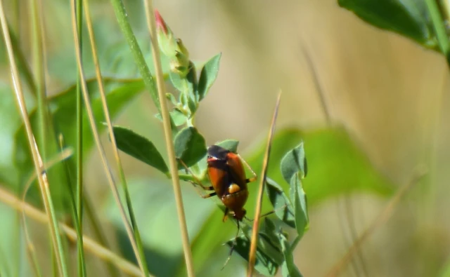 Deraeocoris ruber - vöröses mezeipoloska