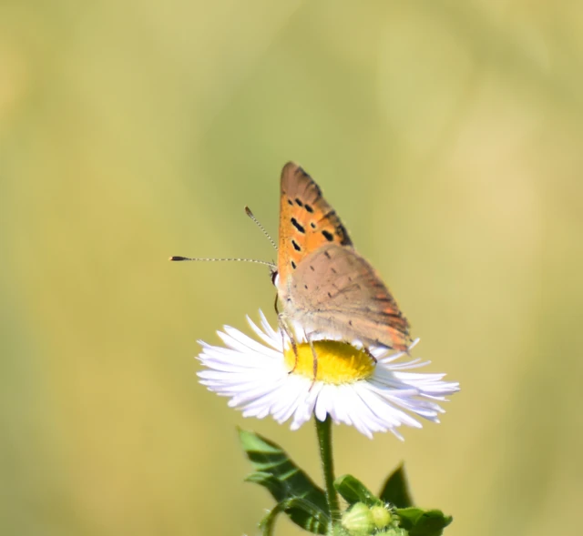Lycaena phlaeas - közönséges tűzlepke Lycaena phlaeas - közönséges tűzlepke