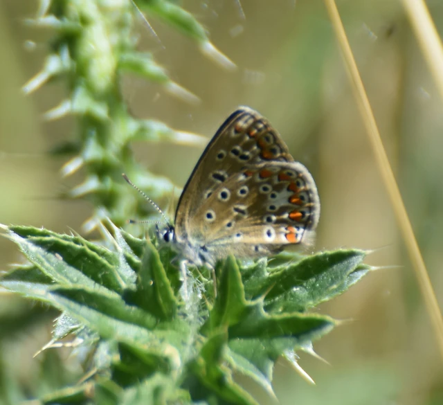 Polyommatus icarus - közönséges boglárka
