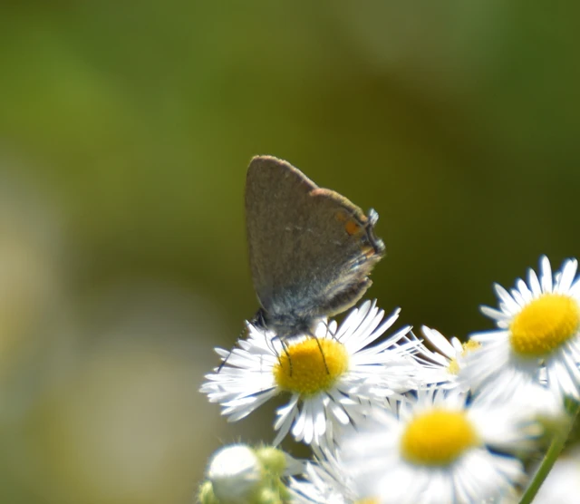 Satyrium acaciae - akác-csücsköslepke