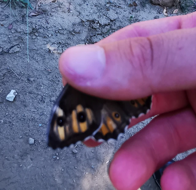 Hipparchia semele - barna szemeslepke