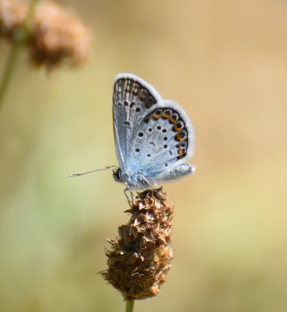 Plebejus argus - ezüstös boglárka