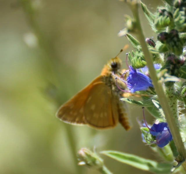 Ochlodes sylvanus - erdei busalepke