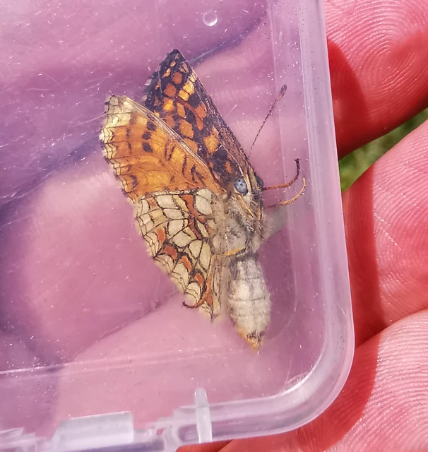 Melitaea athalia - közönséges tarkalepke