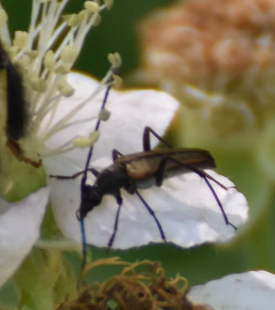 Stenurella melanura - feketevégű karcsúcincér