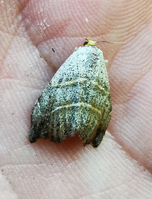 Laspeyria flexula - zuzmóbagoly
