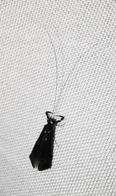 Trichoptera - Tegzesek