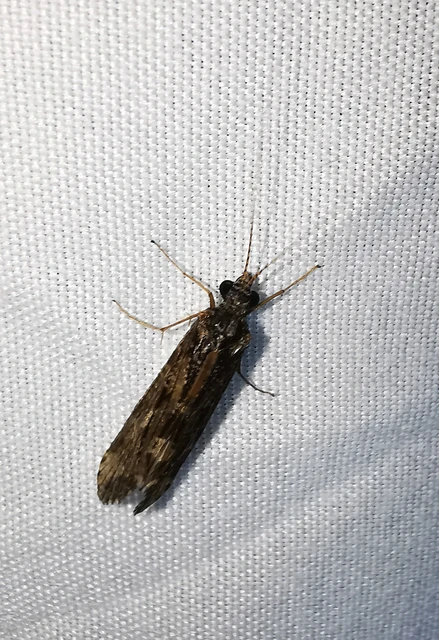 Trichoptera - Tegzesek