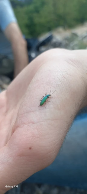 Oedemeridae - álcincérfélék