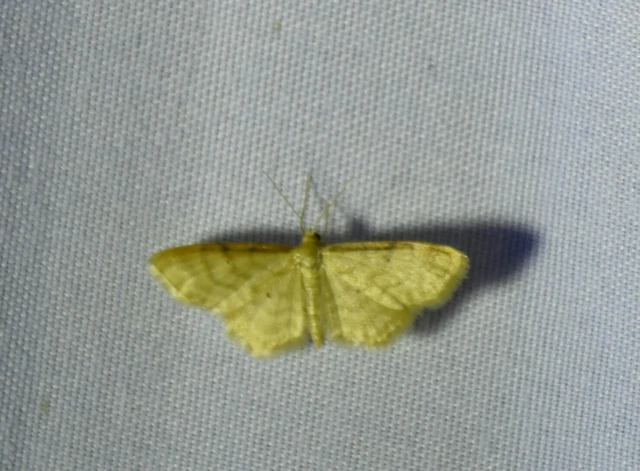 Idaea humiliata - vörösszélű apróaraszoló