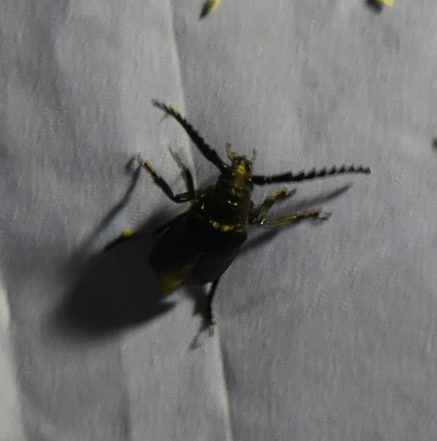 Prionus coriarius - csőszcincér