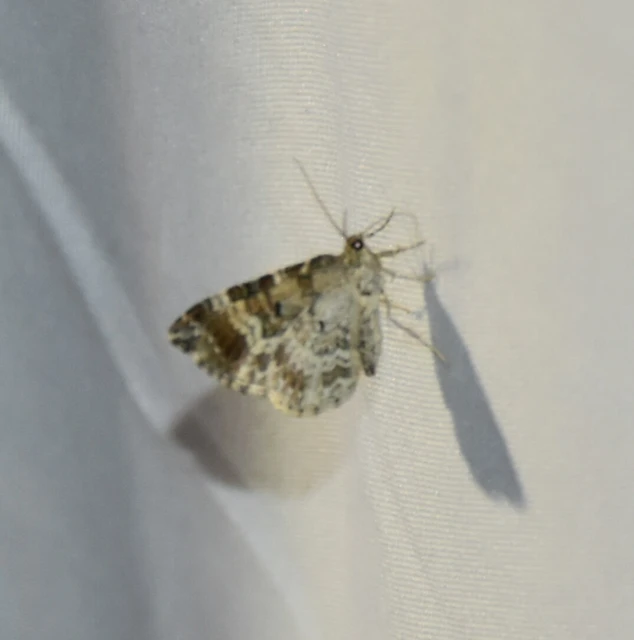 Epirrhoe alternata - galaj-tarkaaraszoló