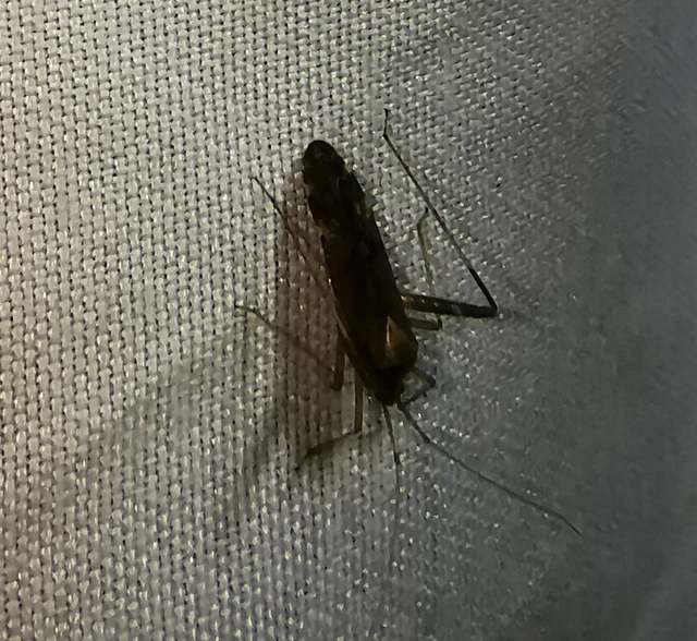 Phytocoris