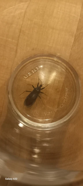 Reduvius personatus - szemetes zugpoloska