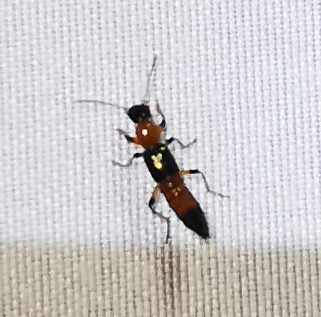 Paederus