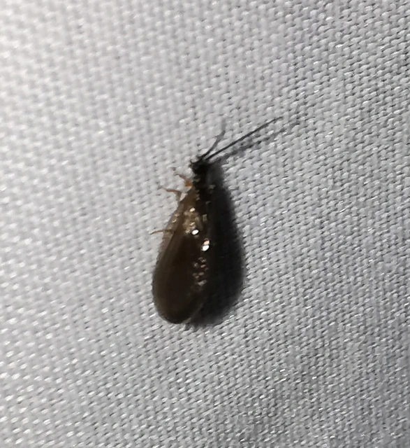Sisyra nigra Sisyra nigra