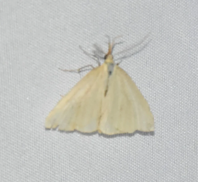 Polypogon tentacularia - sötétaljú karcsúbagoly