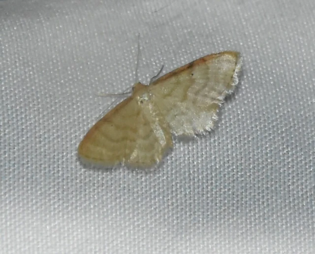 Idaea humiliata - vörösszélű apróaraszoló