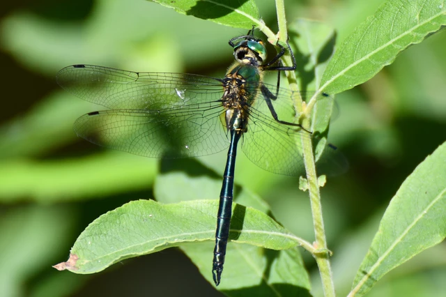 Somatochlora metallica - északi smaragdszitakötő