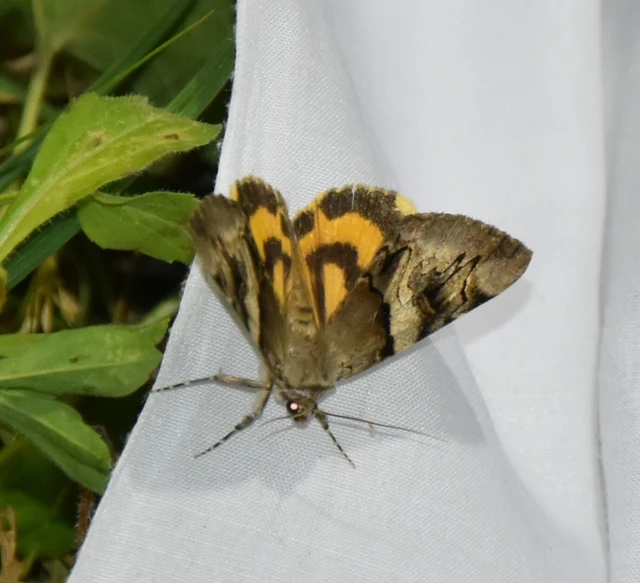 Catocala fulminea - galagonya-övesbagoly