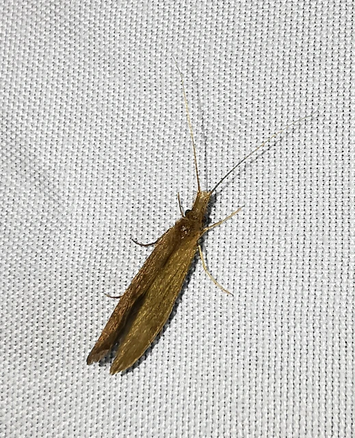 Trichoptera - Tegzesek