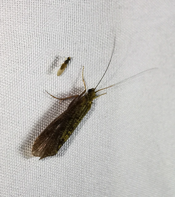 Trichoptera - Tegzesek