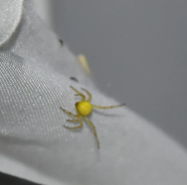 Araneae - Pókok