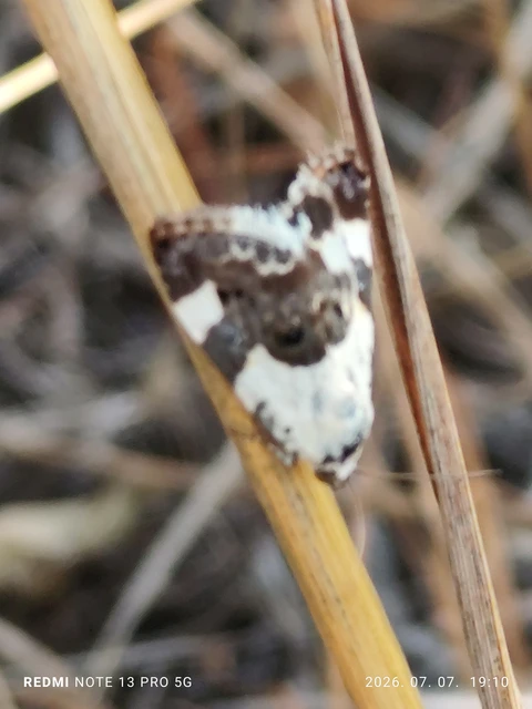 Acontia lucida - fehér nappalibagoly