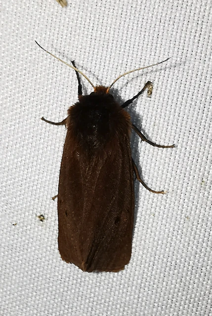 Phragmatobia fuliginosa - füstös medvelepke