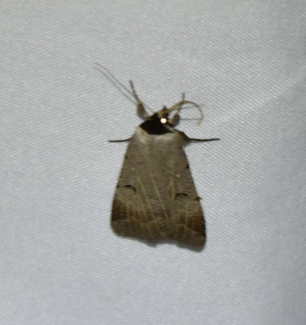 Lygephila craccae - gyakori csüdfűbagoly