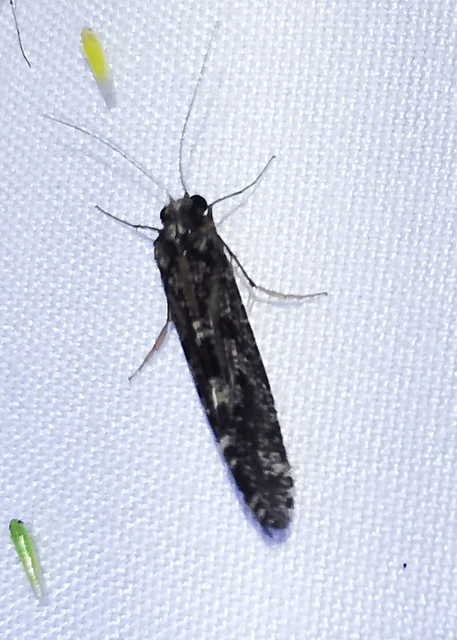 Trichoptera - Tegzesek