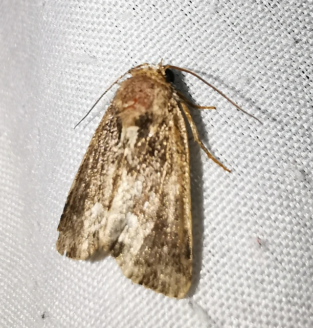 Oligia strigilis - kormos dudvabagoly