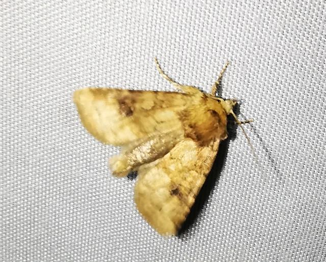 Atypha pulmonaris - tüdőfű-levélbagoly