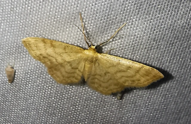 Idaea dilutaria - napvirág-apróaraszoló