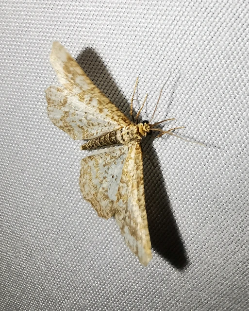 Heliomata glarearia - bőrszínű araszoló