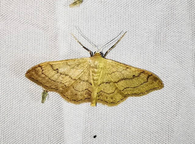 Idaea aversata - nagy sávosaraszoló