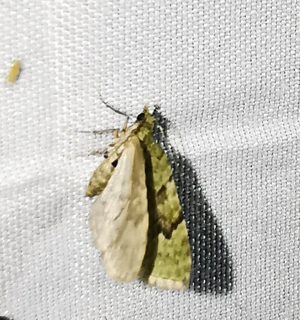 Chloroclystis v-ata - zöldes törpearaszoló
