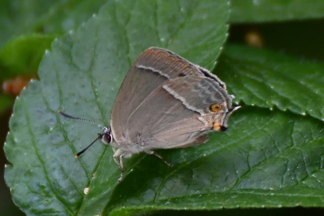 Neozephyrus quercus - tölgyfalepke