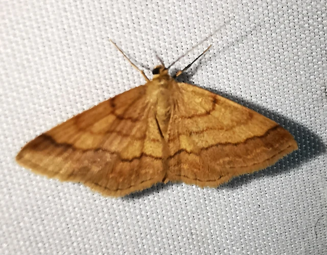 Scopula rubiginata - réti pirosaraszoló