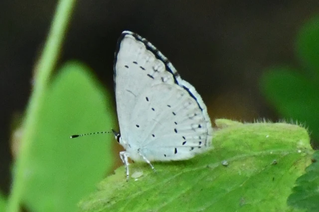 Celastrina argiolus - bengeboglárka