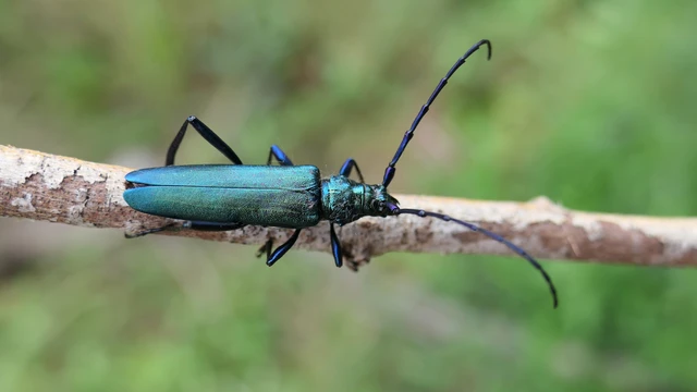 Aromia moschata - pézsmacincér